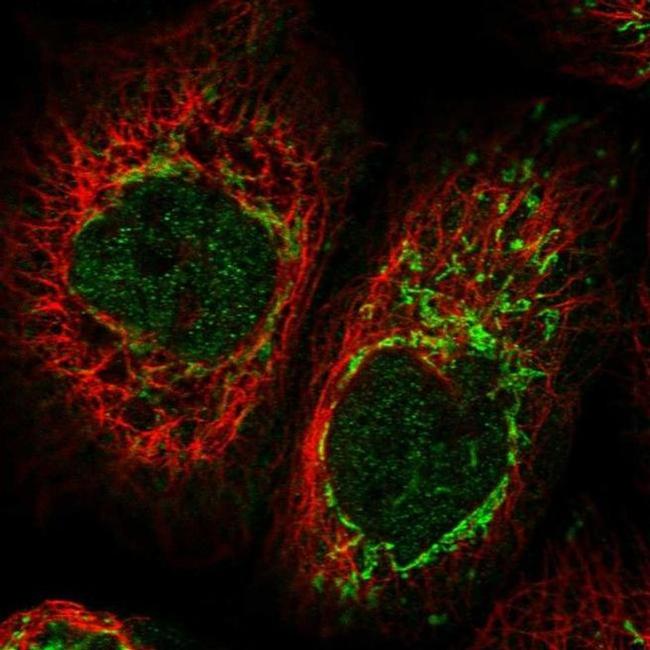 CIAPIN1 Antibody in Immunocytochemistry (ICC/IF)