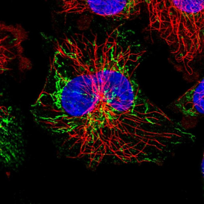 SBCAD Antibody in Immunocytochemistry (ICC/IF)