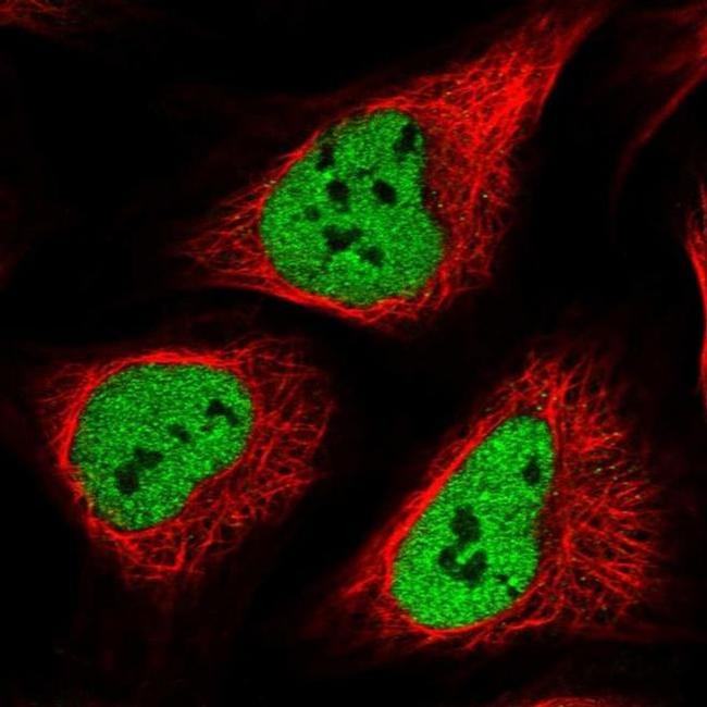 POLR3E Antibody in Immunocytochemistry (ICC/IF)