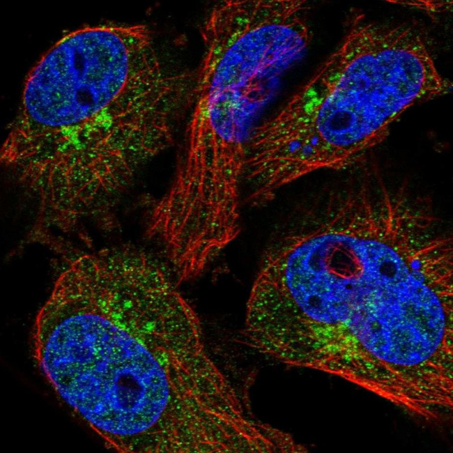 COPE Antibody in Immunocytochemistry (ICC/IF)