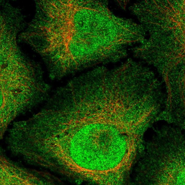 RNF165 Antibody in Immunocytochemistry (ICC/IF)