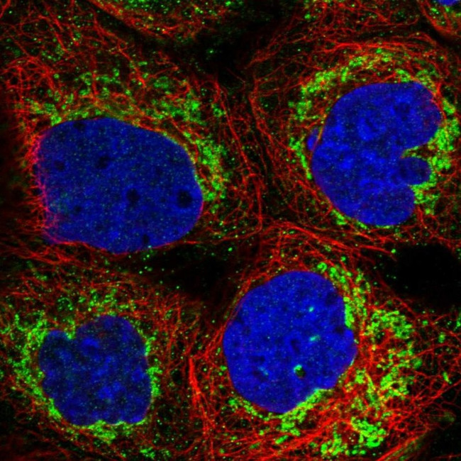 FDX1 Antibody in Immunocytochemistry (ICC/IF)