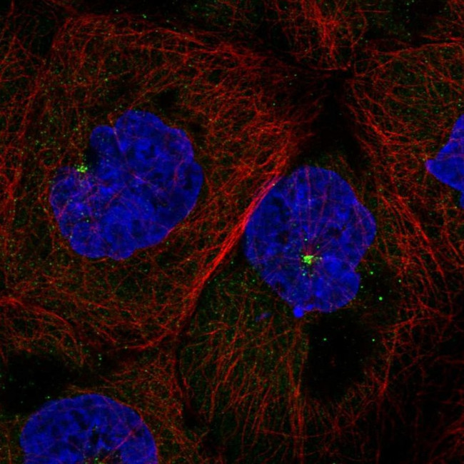 FKBP11 Antibody in Immunocytochemistry (ICC/IF)