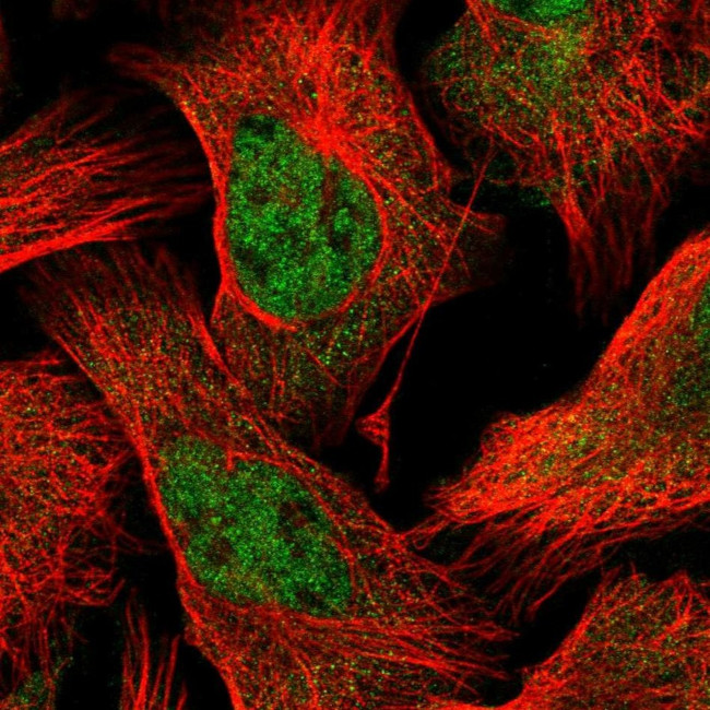 POLR2C Antibody in Immunocytochemistry (ICC/IF)