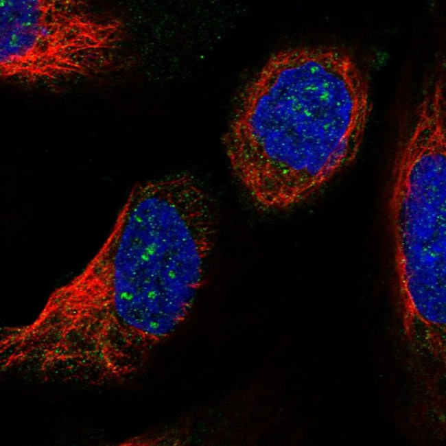 LSM7 Antibody in Immunocytochemistry (ICC/IF)