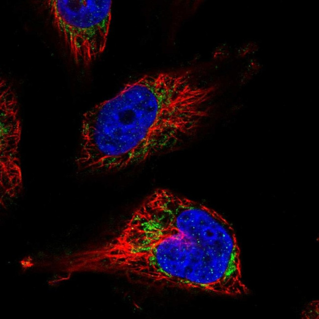 UQCRFS1 Antibody in Immunocytochemistry (ICC/IF)