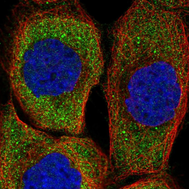 ZNF598 Antibody in Immunocytochemistry (ICC/IF)