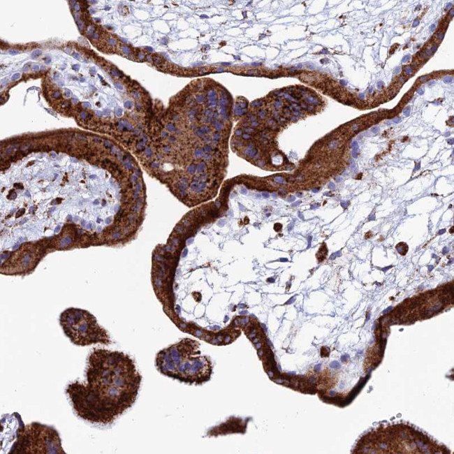 SPNS1 Antibody in Immunohistochemistry (Paraffin) (IHC (P))