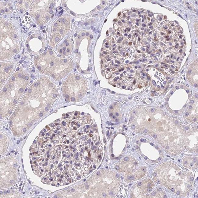 MIDN Antibody in Immunohistochemistry (IHC)