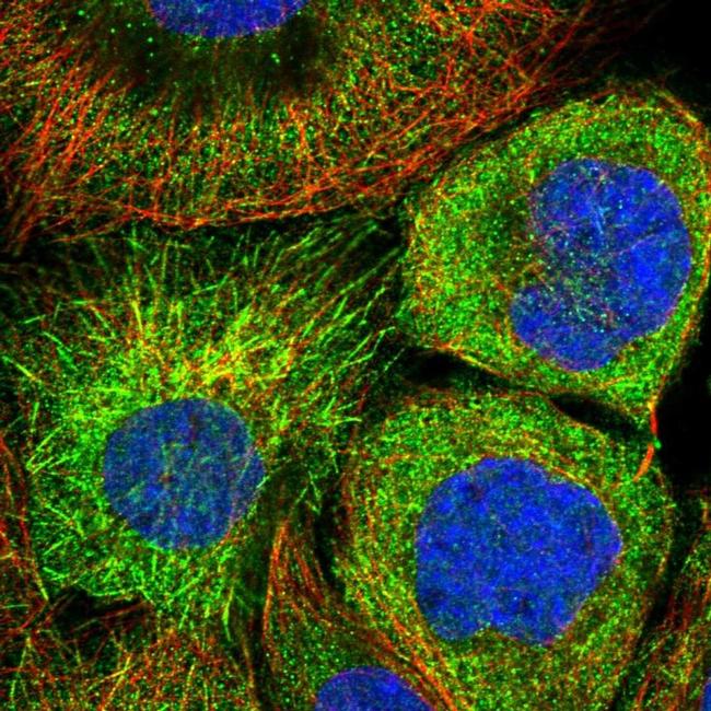 C15orf23 Antibody in Immunocytochemistry (ICC/IF)