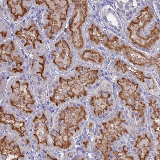 SLC2A6 Antibody in Immunohistochemistry (Paraffin) (IHC (P))