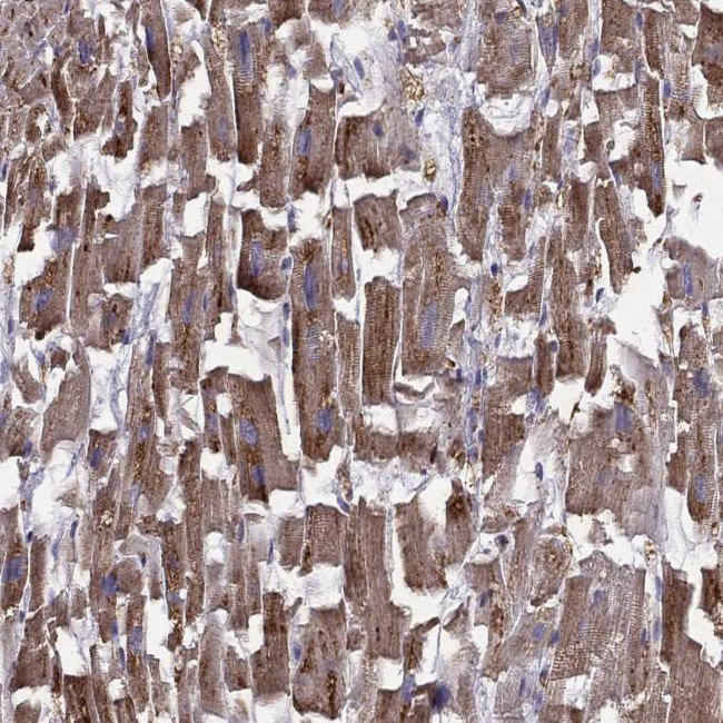 B4GALT7 Antibody in Immunohistochemistry (Paraffin) (IHC (P))