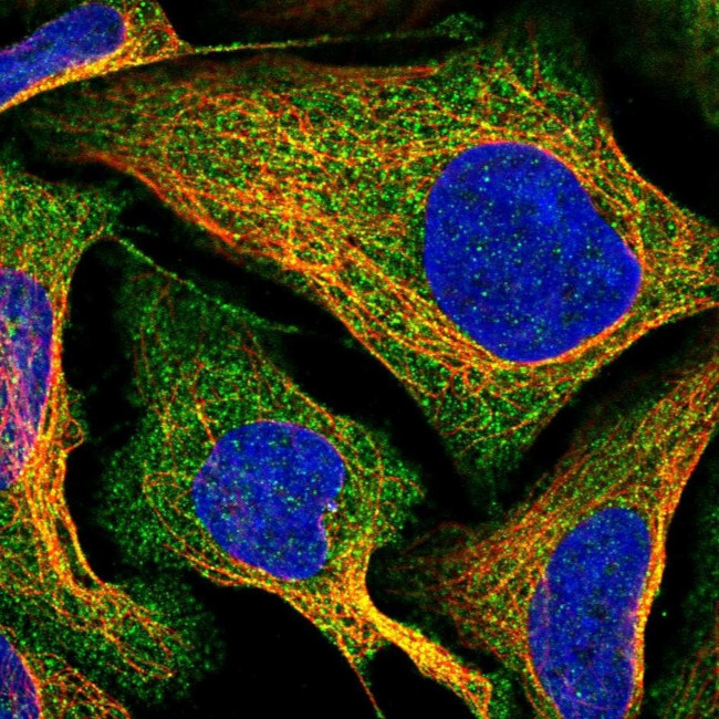 DUS2L Antibody in Immunocytochemistry (ICC/IF)