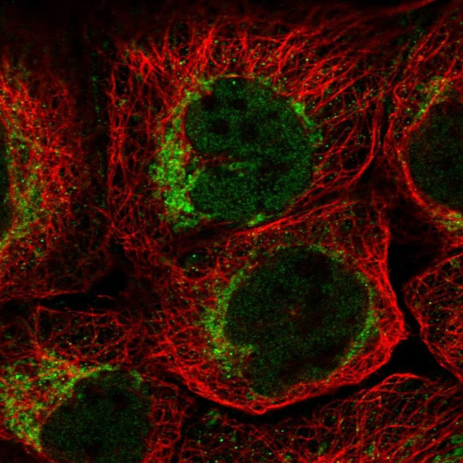 QIL1 Antibody in Immunocytochemistry (ICC/IF)