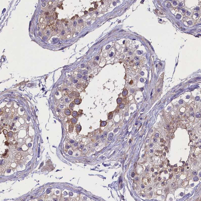 ENPP6 Antibody in Immunohistochemistry (Paraffin) (IHC (P))