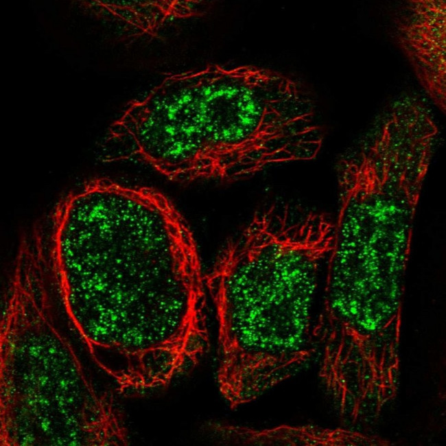 WDR17 Antibody in Immunocytochemistry (ICC/IF)