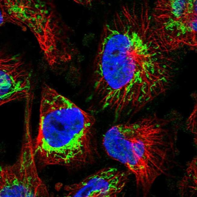 ATP5H Antibody in Immunocytochemistry (ICC/IF)