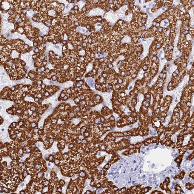 ISCA1 Antibody in Immunohistochemistry (Paraffin) (IHC (P))