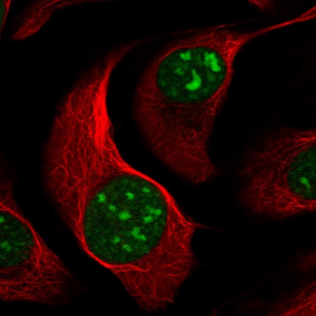 BMS1 Antibody in Immunocytochemistry (ICC/IF)