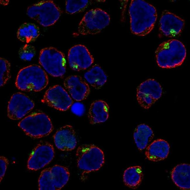 IRX1 Antibody in Immunocytochemistry (ICC/IF)