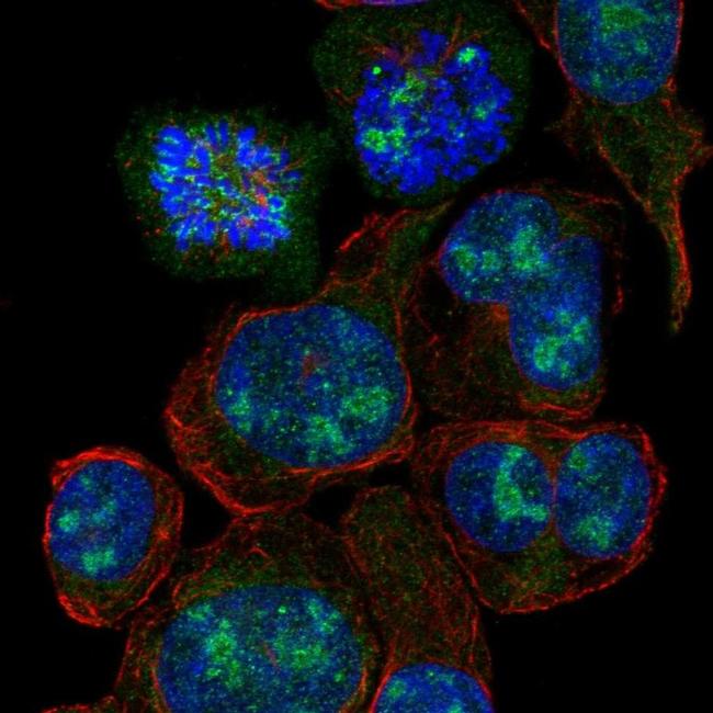 SLC6A19 Antibody in Immunocytochemistry (ICC/IF)