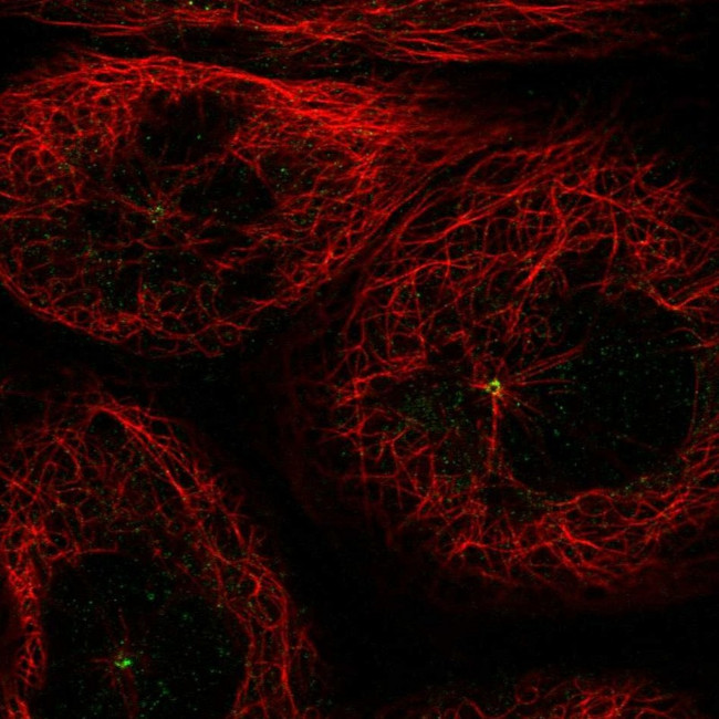 GCP4 Antibody in Immunocytochemistry (ICC/IF)