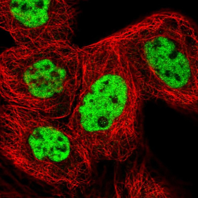 RBM12 Antibody in Immunocytochemistry (ICC/IF)