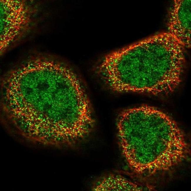 UFSP2 Antibody in Immunocytochemistry (ICC/IF)