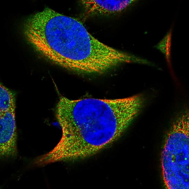 ACSBG2 Antibody in Immunocytochemistry (ICC/IF)