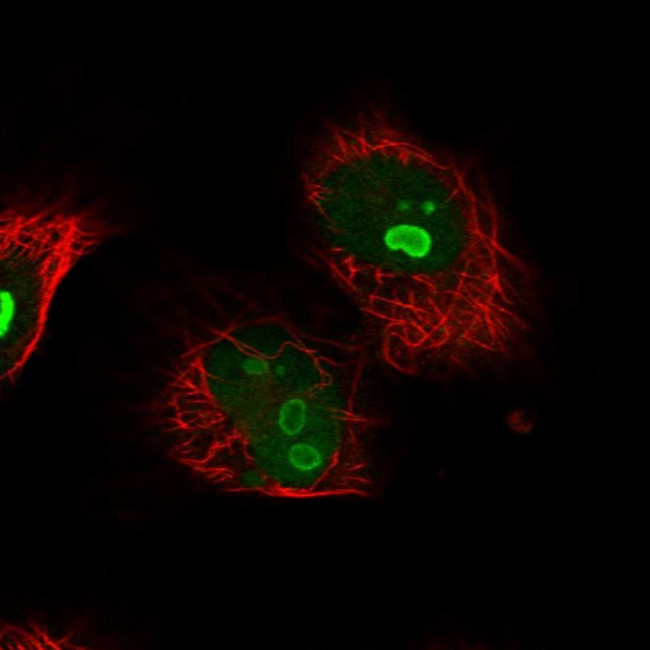 KRR1 Antibody in Immunocytochemistry (ICC/IF)