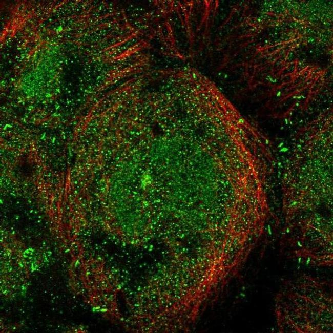 MICALL1 Antibody in Immunocytochemistry (ICC/IF)