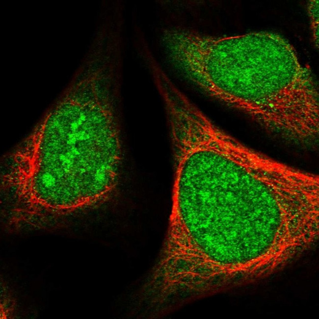 SRSF5 Antibody in Immunocytochemistry (ICC/IF)