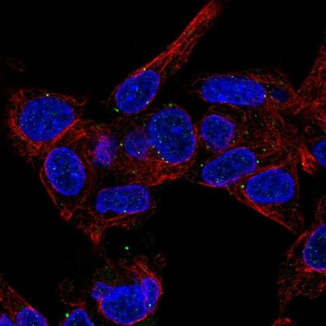 MVB12B Antibody in Immunocytochemistry (ICC/IF)