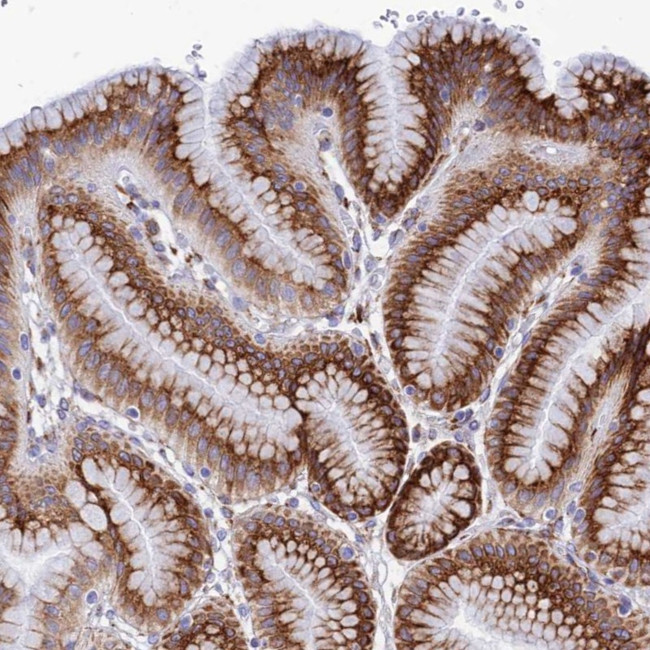 GCP6 Antibody in Immunohistochemistry (Paraffin) (IHC (P))