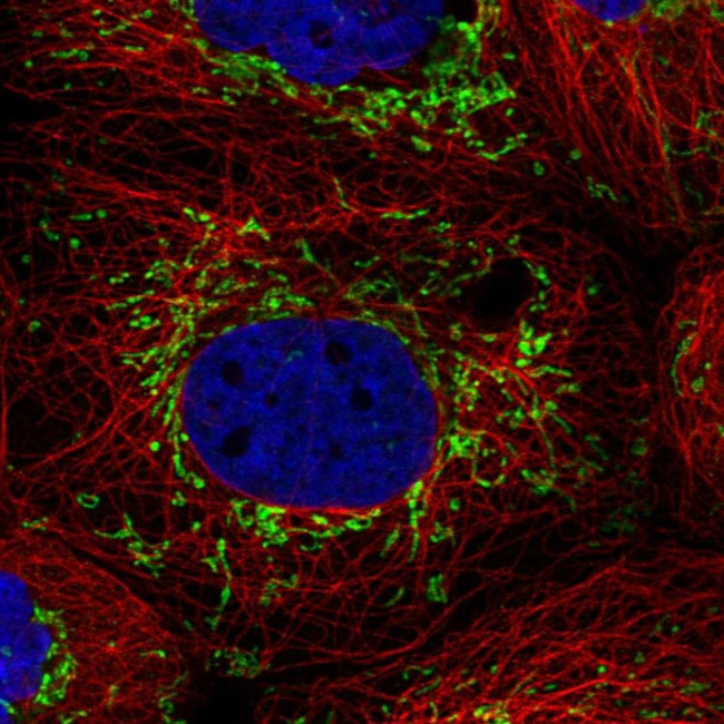 PTPMT1 Antibody in Immunocytochemistry (ICC/IF)