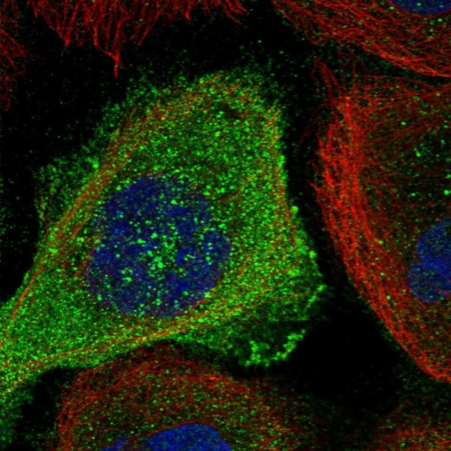 SDOS Antibody in Immunocytochemistry (ICC/IF)