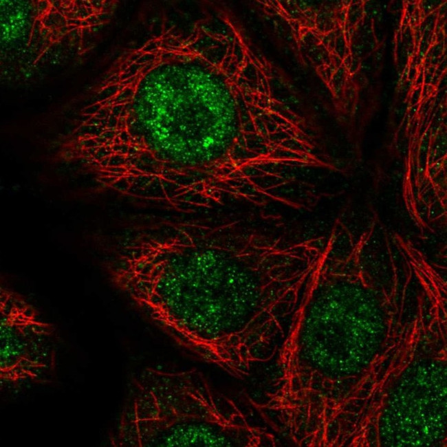 NELF Antibody in Immunocytochemistry (ICC/IF)