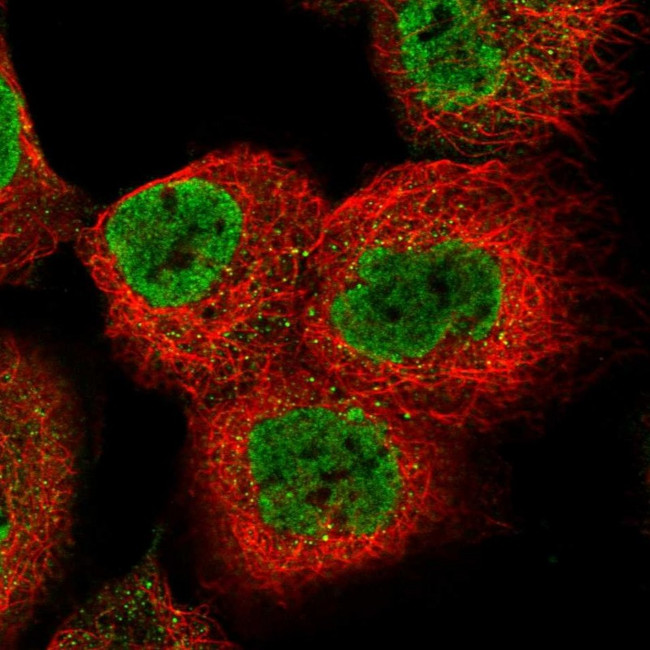 AMPK beta-2 Antibody in Immunocytochemistry (ICC/IF)