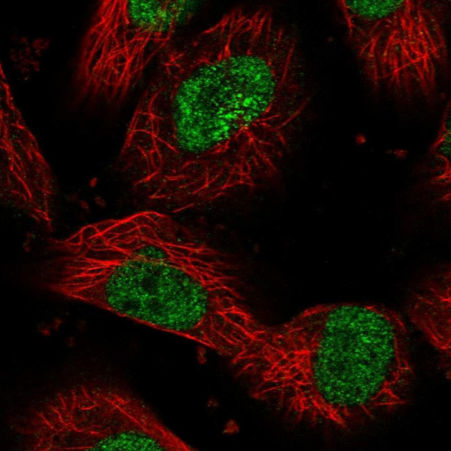 DHX40 Antibody in Immunocytochemistry (ICC/IF)