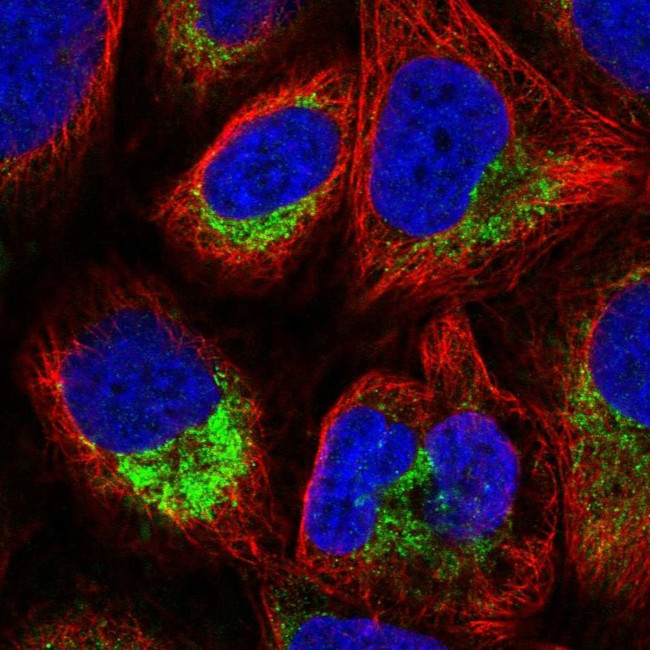 ATP5L Antibody in Immunocytochemistry (ICC/IF)