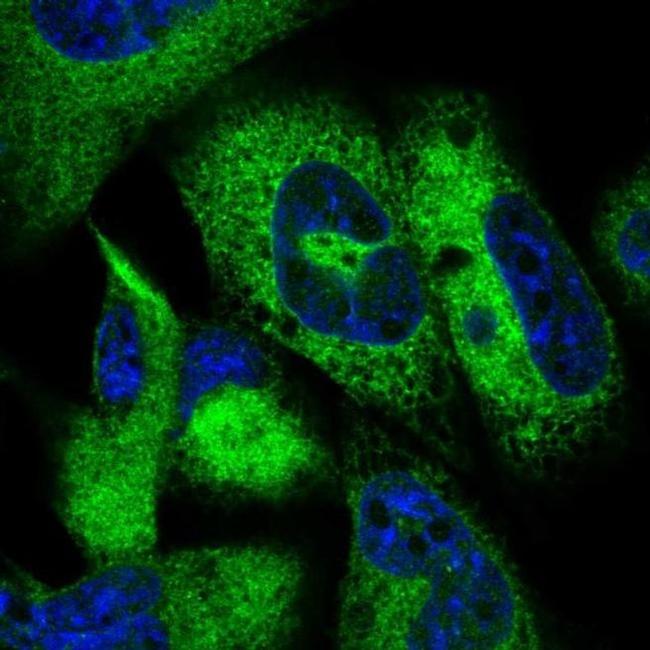 JSRP1 Antibody in Immunocytochemistry (ICC/IF)