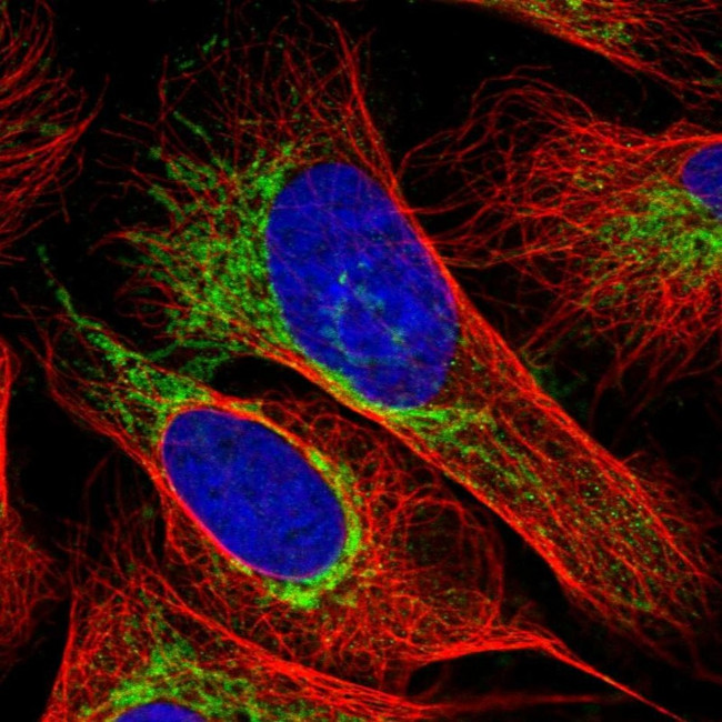 OCIAD1 Antibody in Immunocytochemistry (ICC/IF)