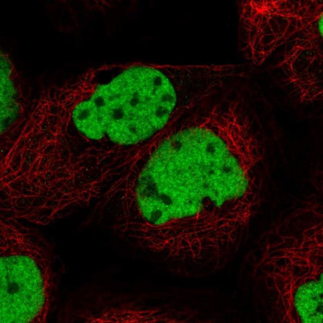 U2AF1 Antibody in Immunocytochemistry (ICC/IF)