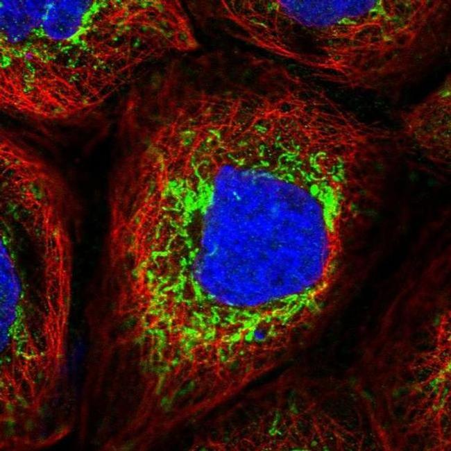 GluD1 Antibody in Immunocytochemistry (ICC/IF)