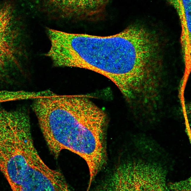 OPA3 Antibody in Immunocytochemistry (ICC/IF)