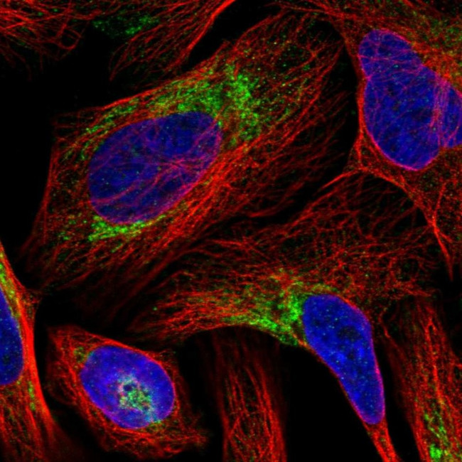 BRP44L Antibody in Immunocytochemistry (ICC/IF)