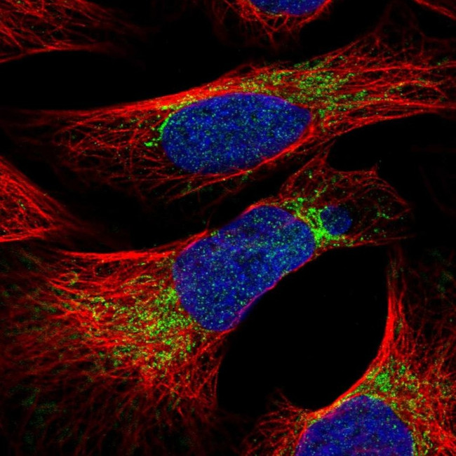 MRPS26 Antibody in Immunocytochemistry (ICC/IF)