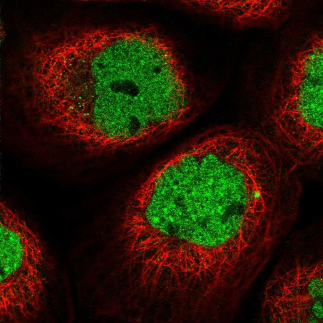 KIAA1486 Antibody in Immunocytochemistry (ICC/IF)