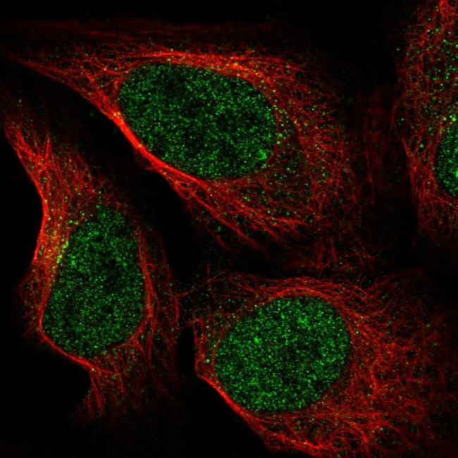 ZNF235 Antibody in Immunocytochemistry (ICC/IF)