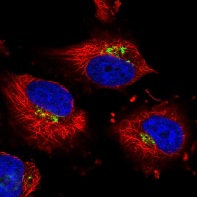 NSUN6 Antibody in Immunocytochemistry (ICC/IF)